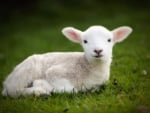 Baby sheep