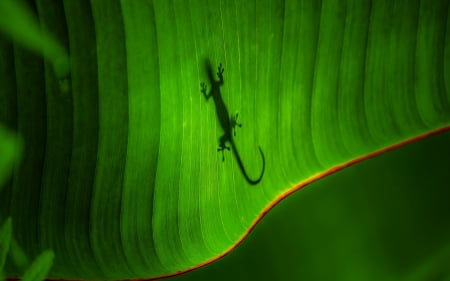 Lizard on a green leaf - green, leaf, lizard, texture