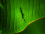 Lizard on a green leaf