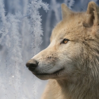 Arctic wolf