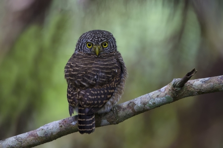 Owl - pasare, bird, owl, bufnita, branch