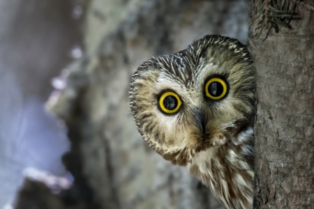 Owl - yellow eyes, bufnita, owl, cute, pasare, bird