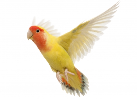 Parrot - bird, nymph, white, yellow, wings, pasare, parrot, orange