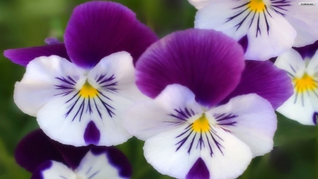 Pansies - blossoms, white, blue, garden, spring, petals