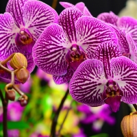 Orchids