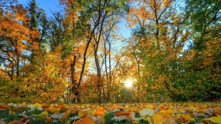 Beautiful Nature - sky, trees, sunlight, landscape