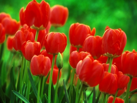 TULIPS - red, leaves, petals, green