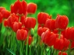 TULIPS