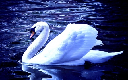 SWAN - wings, feathers, water, blue