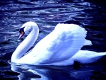 SWAN