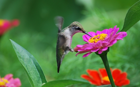 HUMMINGBIRD - leaves, wings, feathers, flower