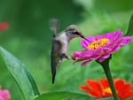 HUMMINGBIRD