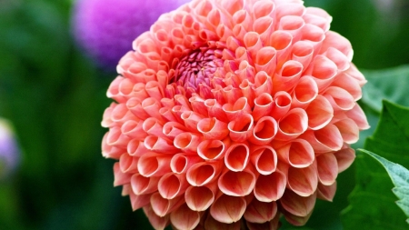 DAHLIA - leaves, petals, nature, colors