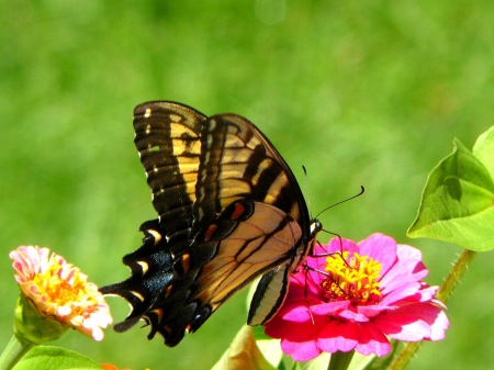 MONARCH - flowers, wings, petals, insect