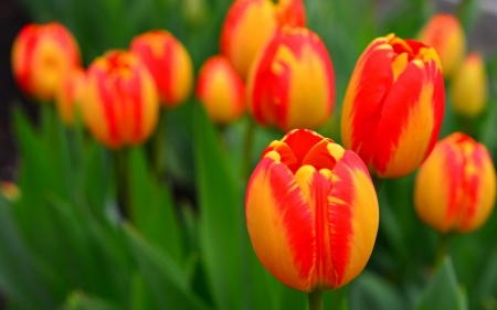 TULIPS - leaves, orange, petals, green