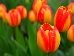 TULIPS