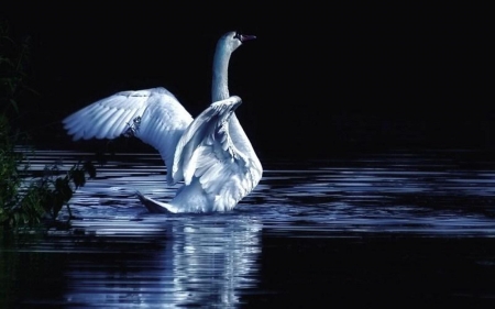 SWAN - wings, water, feathers, blue