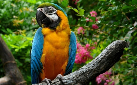 PARROT - blooms, leaves, wings, feathers