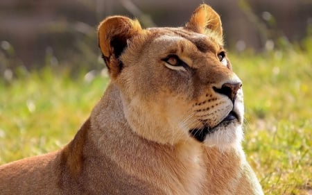 LIONESS - big, grass, cat, profile