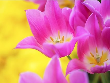 TULIPS - leaves, petals, colors, naure