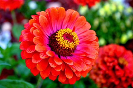 ZINNIA - leaves, petals, nature, colors