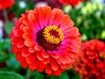 ZINNIA