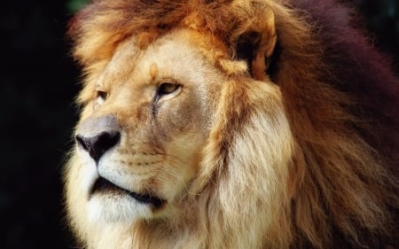 LEO THE LION - big, mane, cat, profile