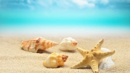 Summer Beach - starfish, seashells, sand, sea