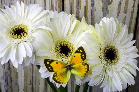 âœ¿âŠ±â€¢â•® White & Yellowâ•­â€¢âŠ°âœ¿ - summer, spring, nature, love four seasons, butterfly, butterfly designs, flowers, lovely still life, daisies