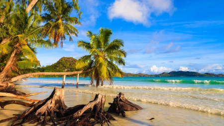 Beautiful Beach - beach, palm trees, sea, landscapr