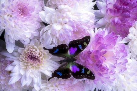 âœ¿âŠ±â€¢â•®Sweet Mumsâ•­â€¢âŠ°âœ¿ - summer, mums, nature, purple, love four seasons, butterfly, flowers, colors, butterfly designs, lovely still life