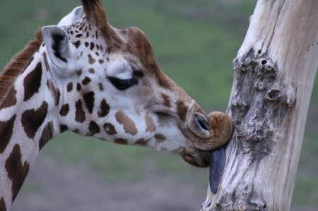 Bon appetite! - nature, griraffe, animal, africa, head