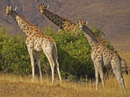 Giraffes - nature, giraffes, africa, three, animals