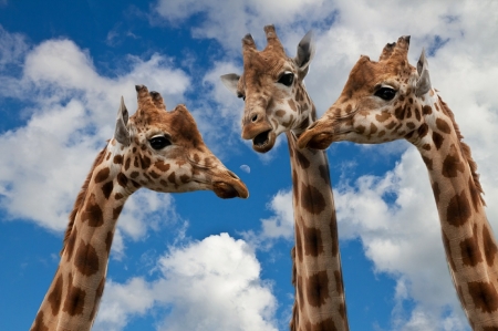 Females ? :) - nature, giraffes, africa, three, animals