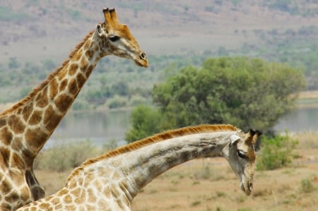 Giraffes - nature, giraffes, animals, africa