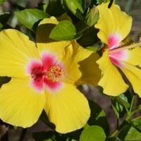 Hibiscus Yellow and pink centre