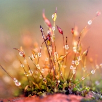 Morning Dew on Spring Flowers