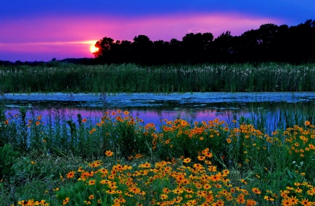 Colorful Sunset - flowers, trees, blossoms, pond, sun, sky