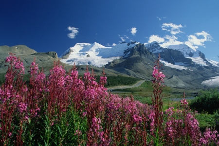 Flowers in Alberta, Canada - banff np, sky, landscape, clouds, mountains