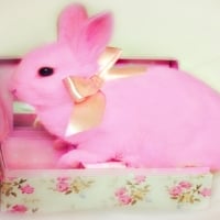 The Gift : PINK Bunny ♥