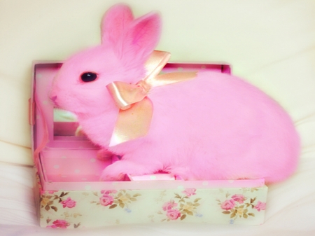 The Gift : PINK Bunny ♥ - Cute, Gift, Sweet, Bow, Pink, Pet, Bunny