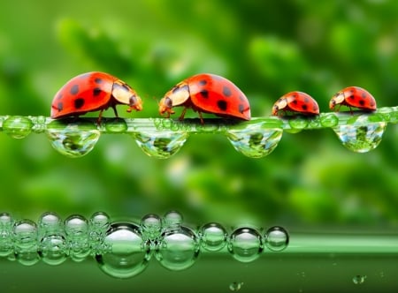 Water drops - drops, ladybugs, green, leaves