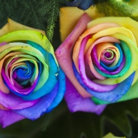 Multicolor Roses