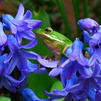 Shepherd's Tree Frog