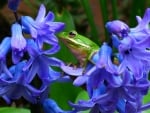 Shepherd's Tree Frog