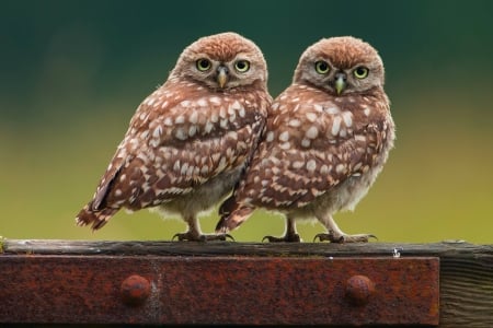 Owls - couple, bufnita, owl, cute, pasare, bird