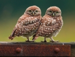 Owls