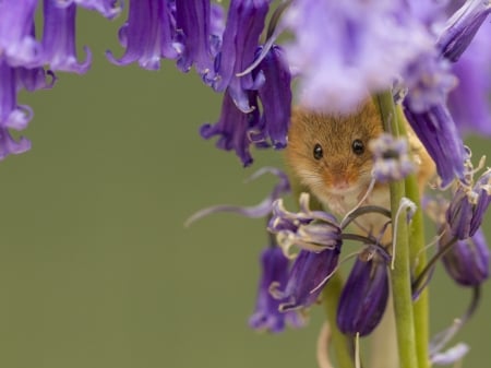 Harvest Mouse Under the Bell Flowers - flowers, animal, harvest mouse, bells, mouse