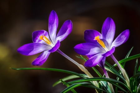 Crocuses - yellow, purple, green, spring, flower, crocus, pink