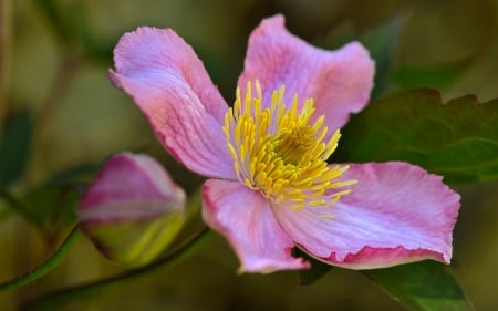 Clematis - yellow, macro, clematis, flower, pink